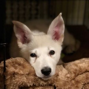 Meet your Posher, Gianna